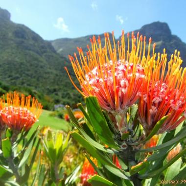 Kirstenbosch Botanical Garden